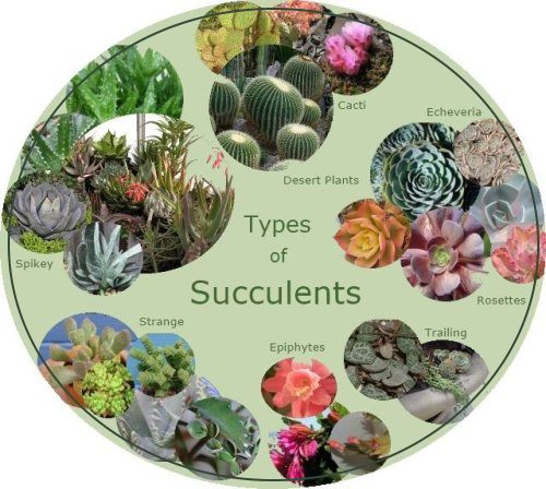 infographic-types-of-succulents